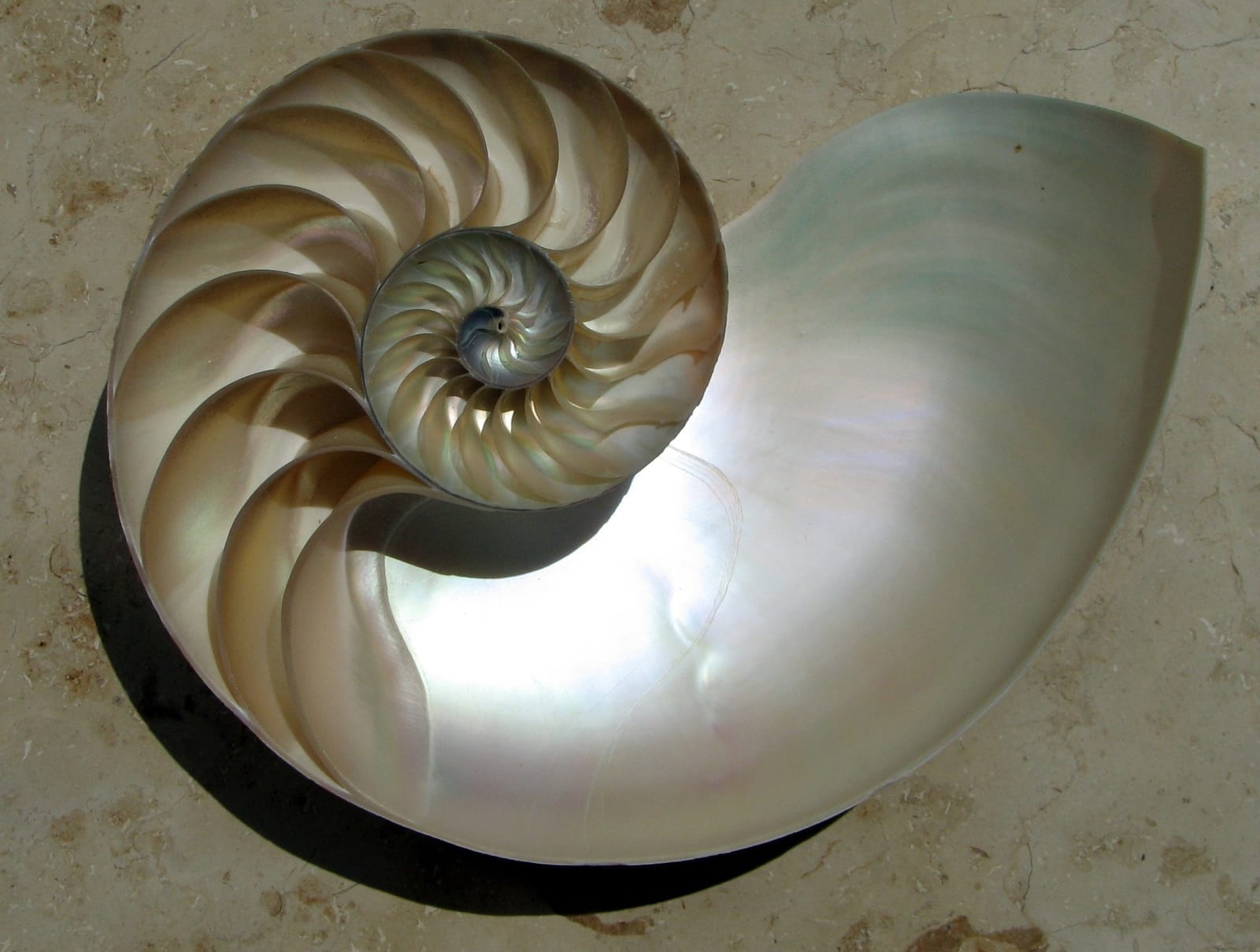 Doorsnede van een nautilusschelp met een logaritmische spiraal