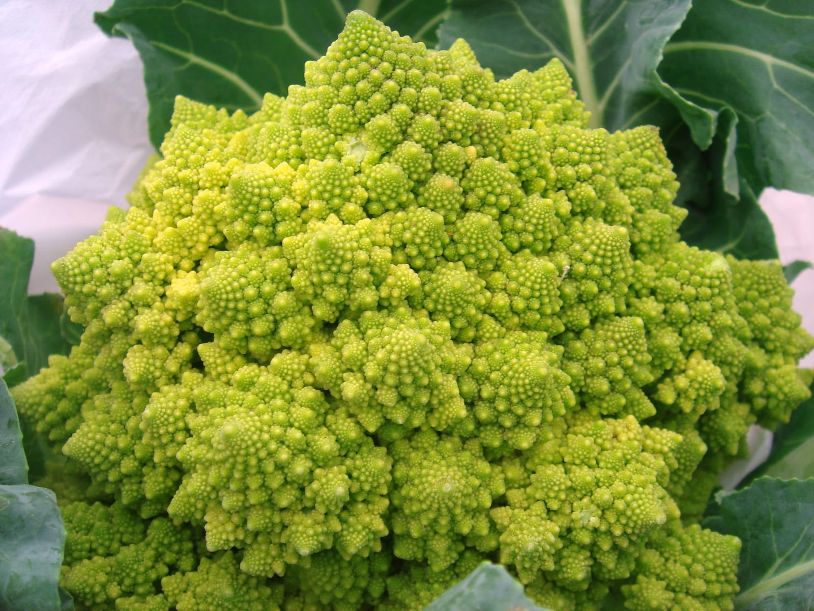Romanesco met zelfgelijkende spiralende roosjes