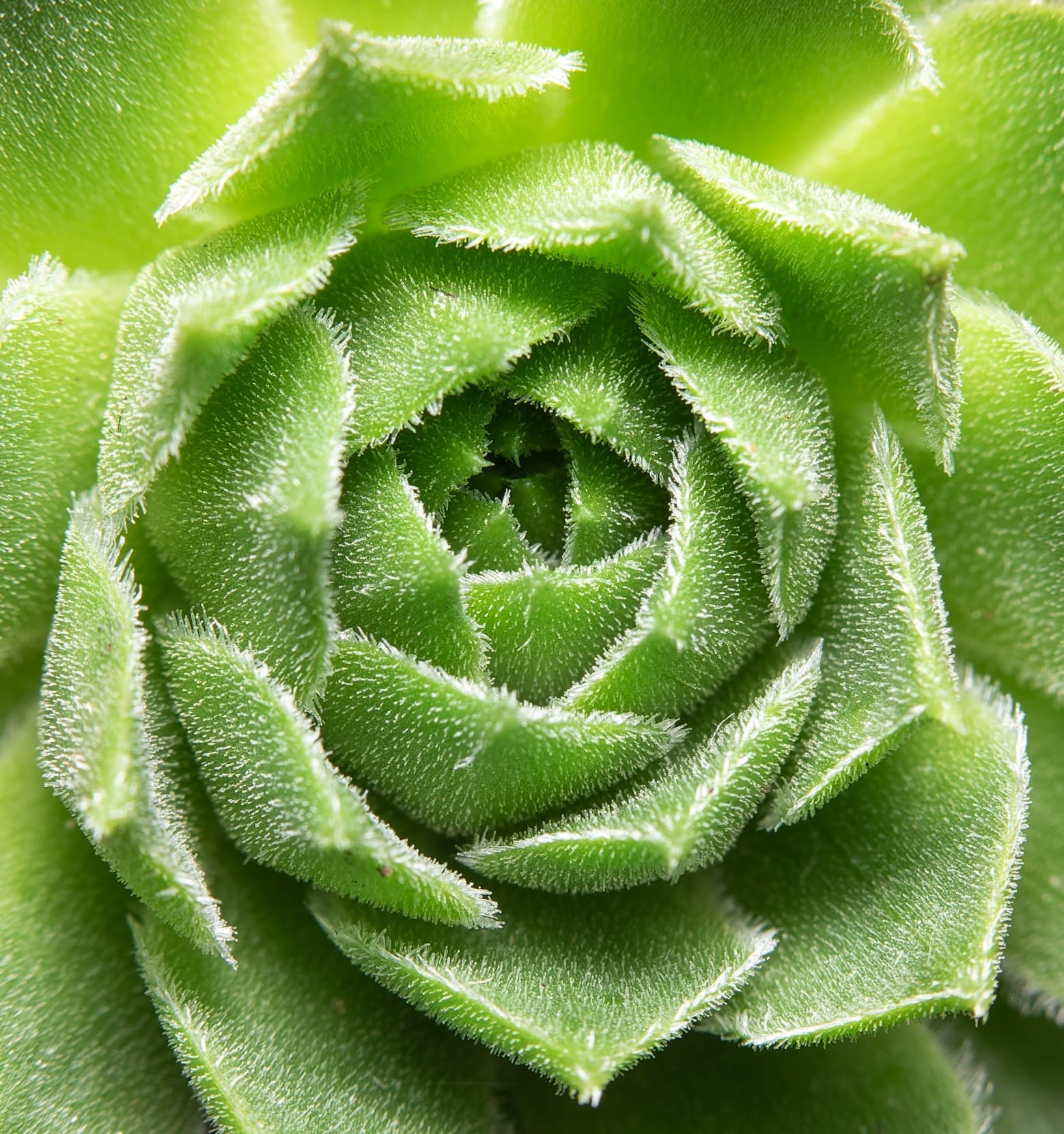 Een vetplant met bladeren in een spiraalrozet