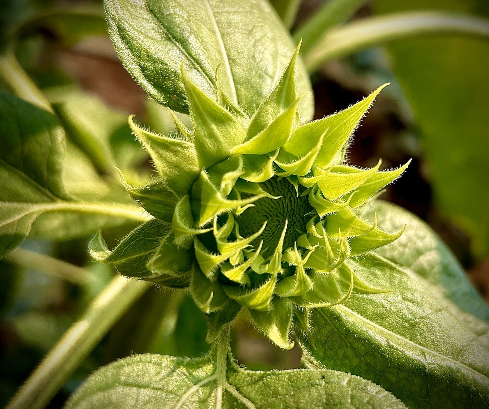 Het hart van een zonnebloem, met zaden gerangschikt in twee sets spiralen